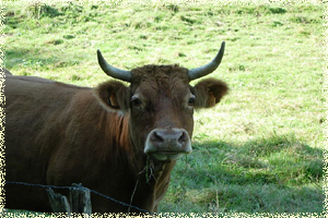 Les vaches Limousines